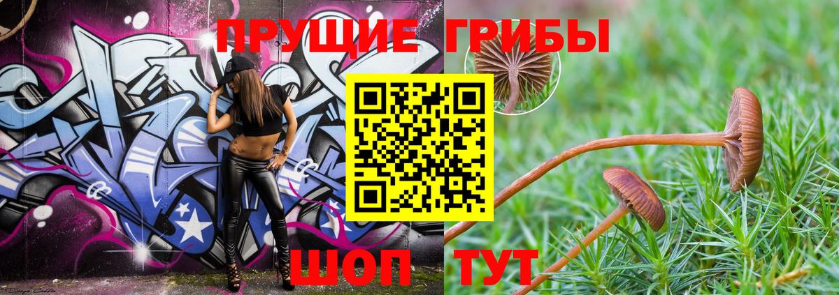 Галлюциногенные грибы Psilocybe Кизилюрт